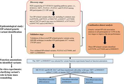 Association between SEMA3A signaling pathway genes and BMD/OP risk: An epidemiological and experimental study